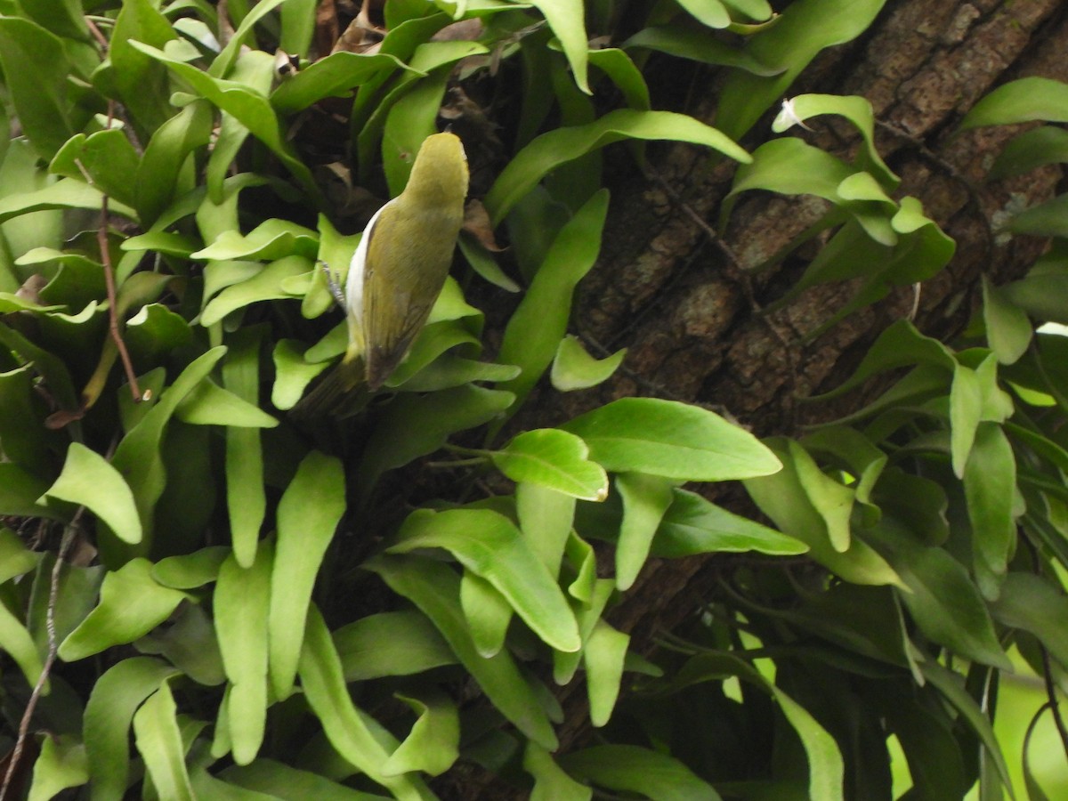 Swinhoe's White-eye - ML585485251