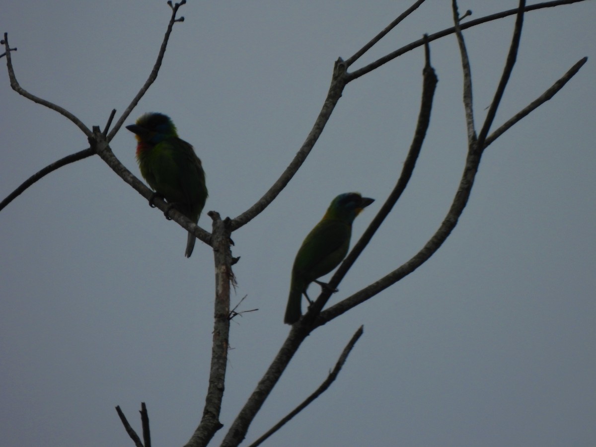 Taiwan Barbet - ML585485271