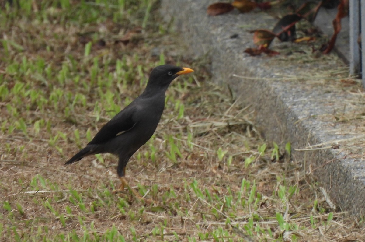Javan Myna - ML585485351
