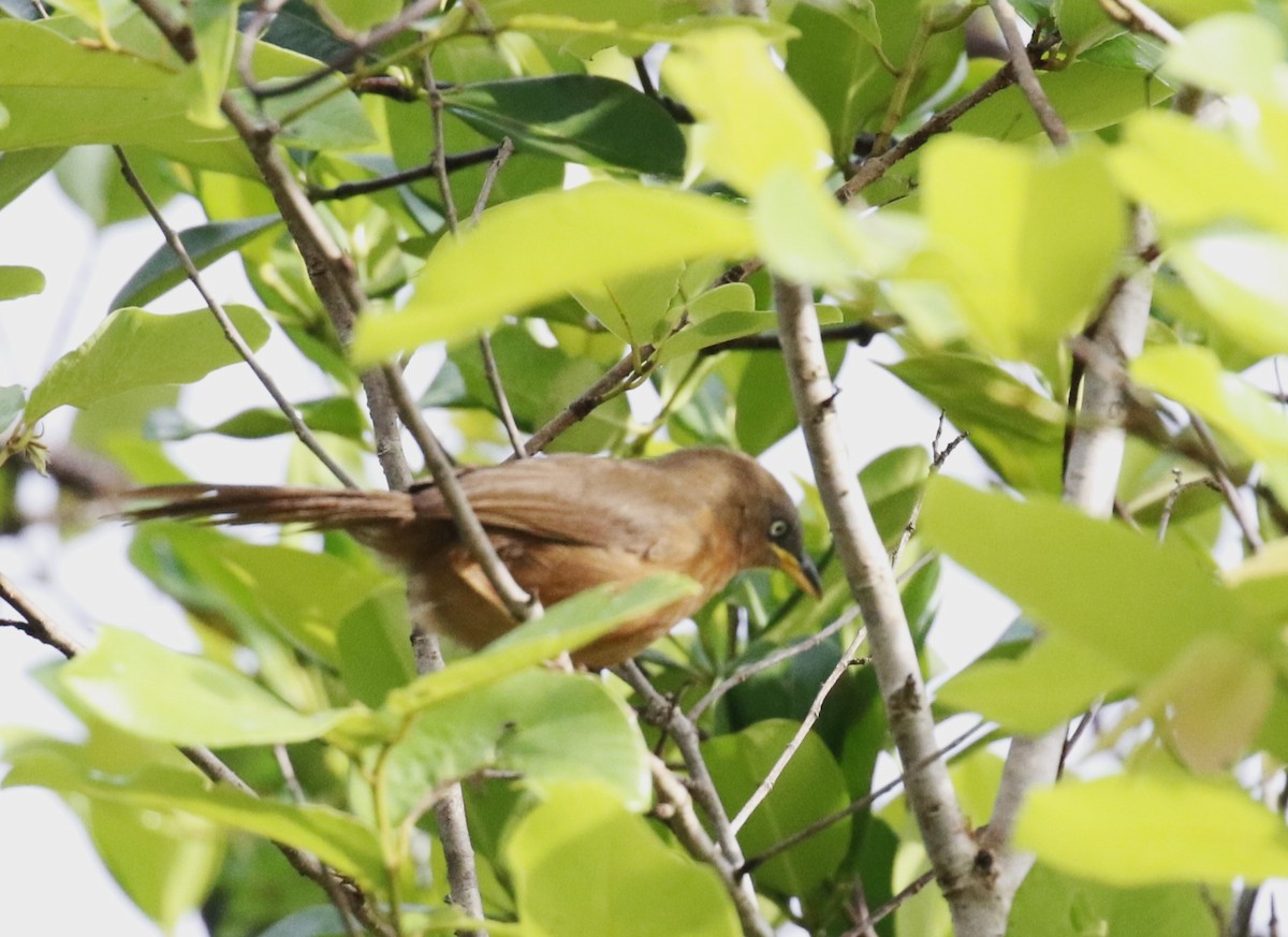 Rufous Babbler - ML585485481