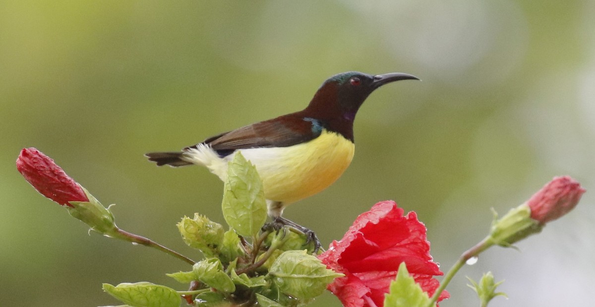 Purple-rumped Sunbird - BRIAN LOBO