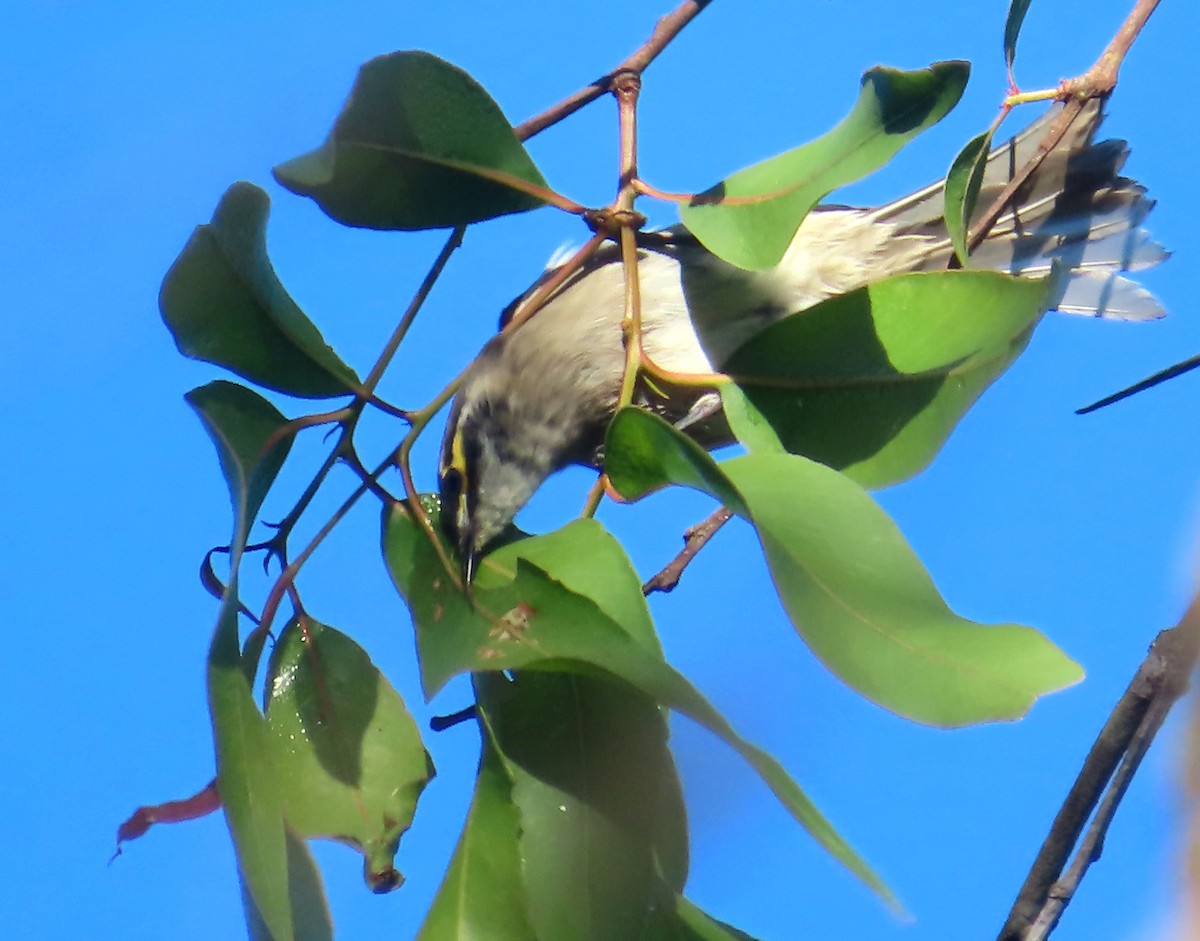 Yellow-faced Honeyeater - ML585485781