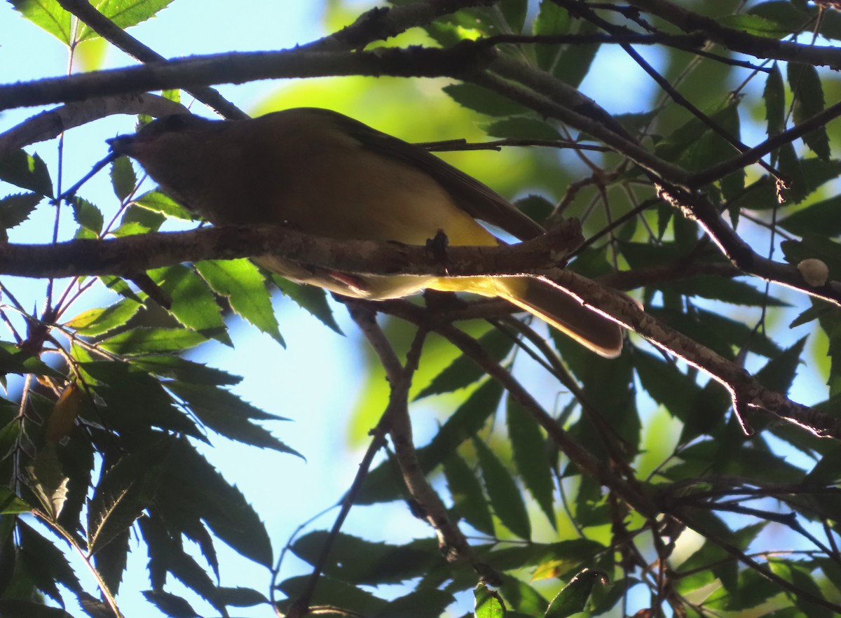 Golden Whistler - Paul Dobbie