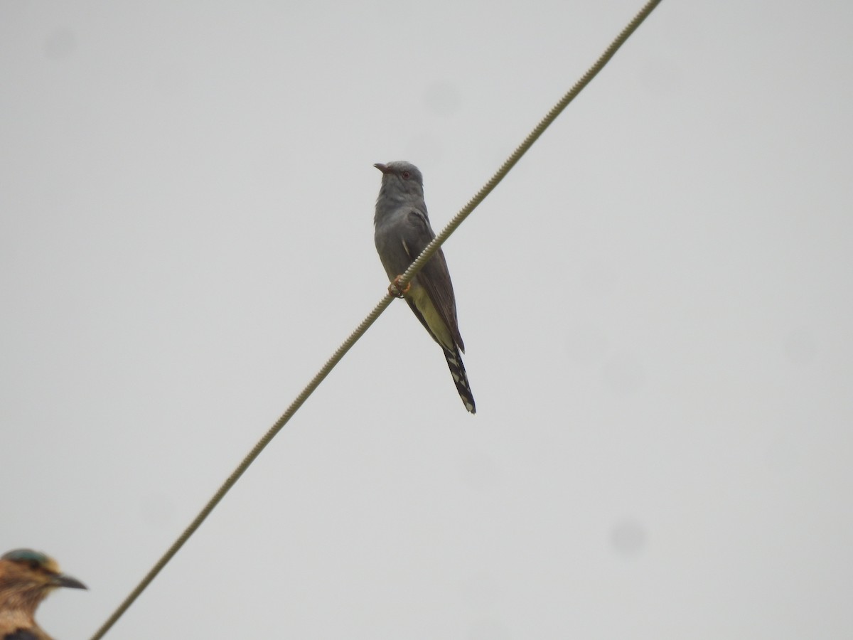Gray-bellied Cuckoo - ML585486101
