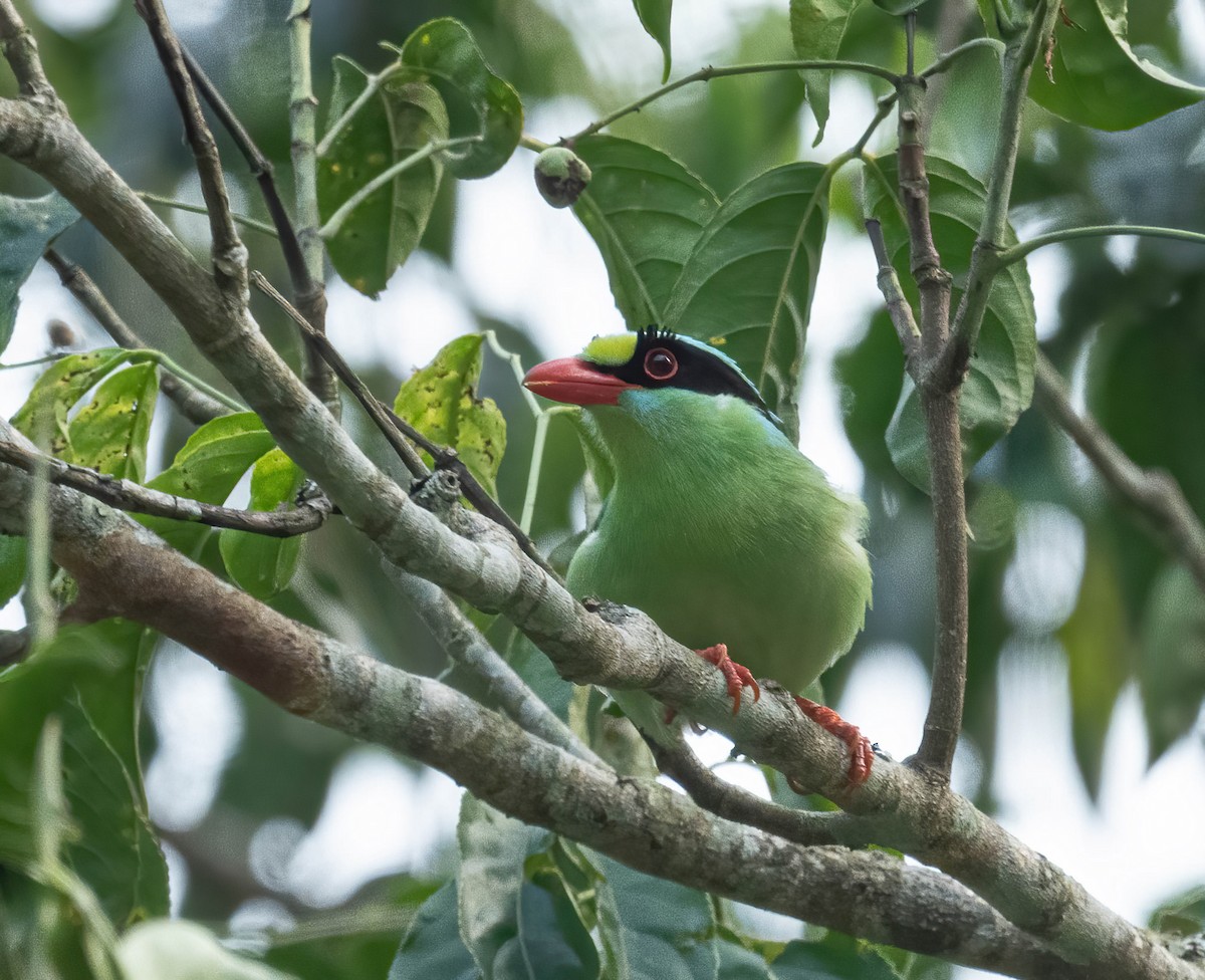 Common Green-Magpie - ML585486431