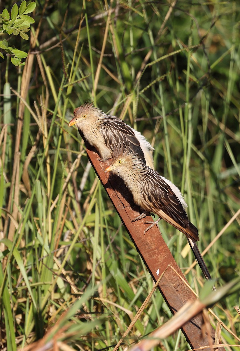 guira chocholatá - ML585486631