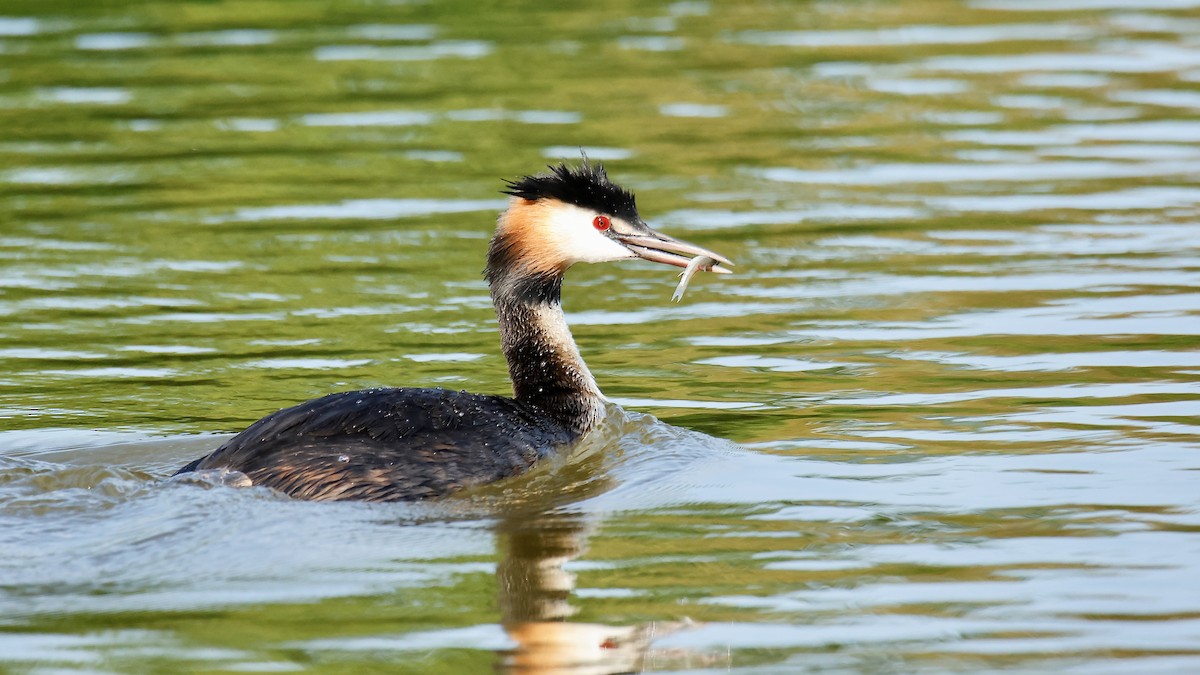 Great Crested Grebe - Thomas Jungbauer