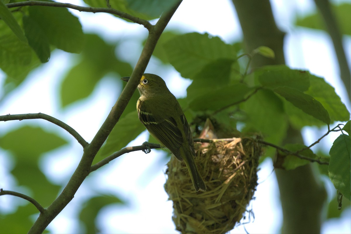 Ak Gözlü Vireo - ML585487941