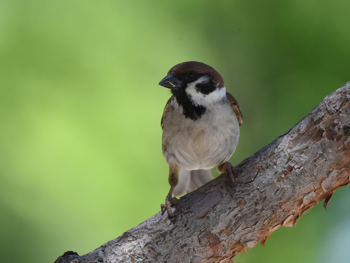 Eurasian Tree Sparrow - ML585487961