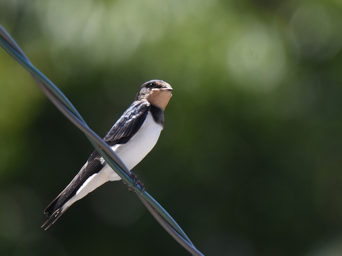 Barn Swallow - ML585488181