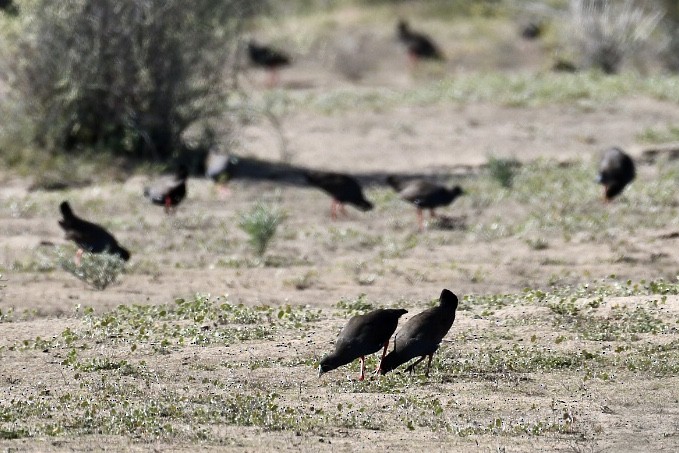 Black-tailed Nativehen - Russell Waugh