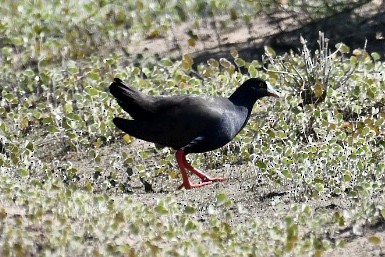Black-tailed Nativehen - Russell Waugh