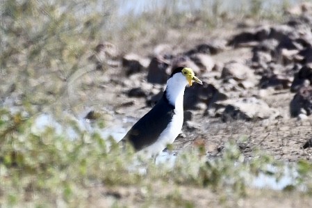 Masked Lapwing - Russell Waugh