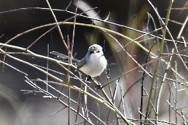 Purple-backed Fairywren - Russell Waugh