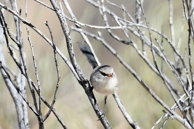 Purple-backed Fairywren - ML585488321