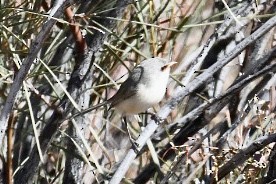 Purple-backed Fairywren - Russell Waugh