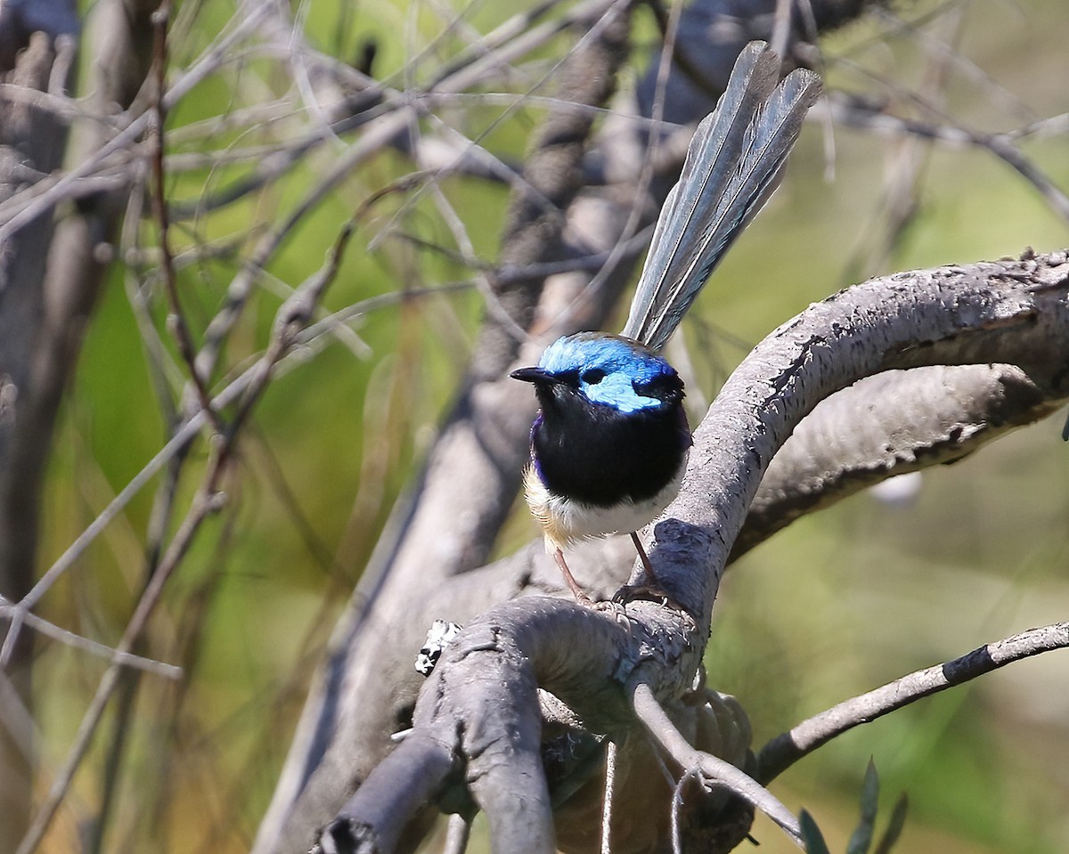 Variegated Fairywren - Roksana and Terry