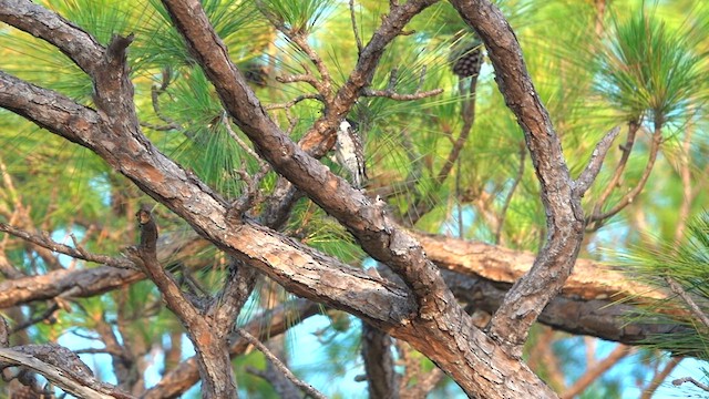 Red-cockaded Woodpecker - ML585489751