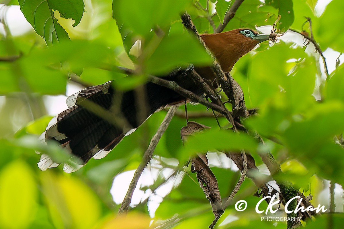 Raffles's Malkoha - ML585490251