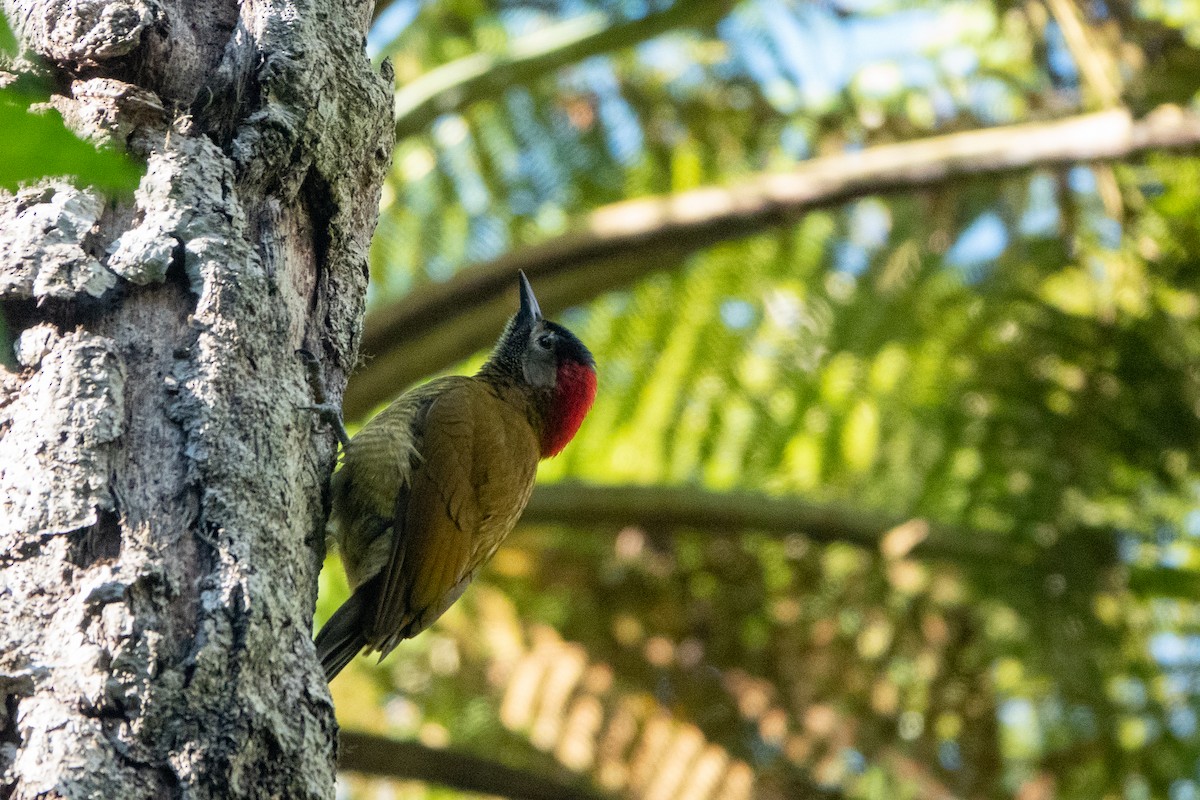 Golden-olive Woodpecker - ML585491511