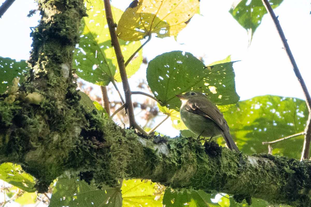 Unadorned Flycatcher - ML585491551