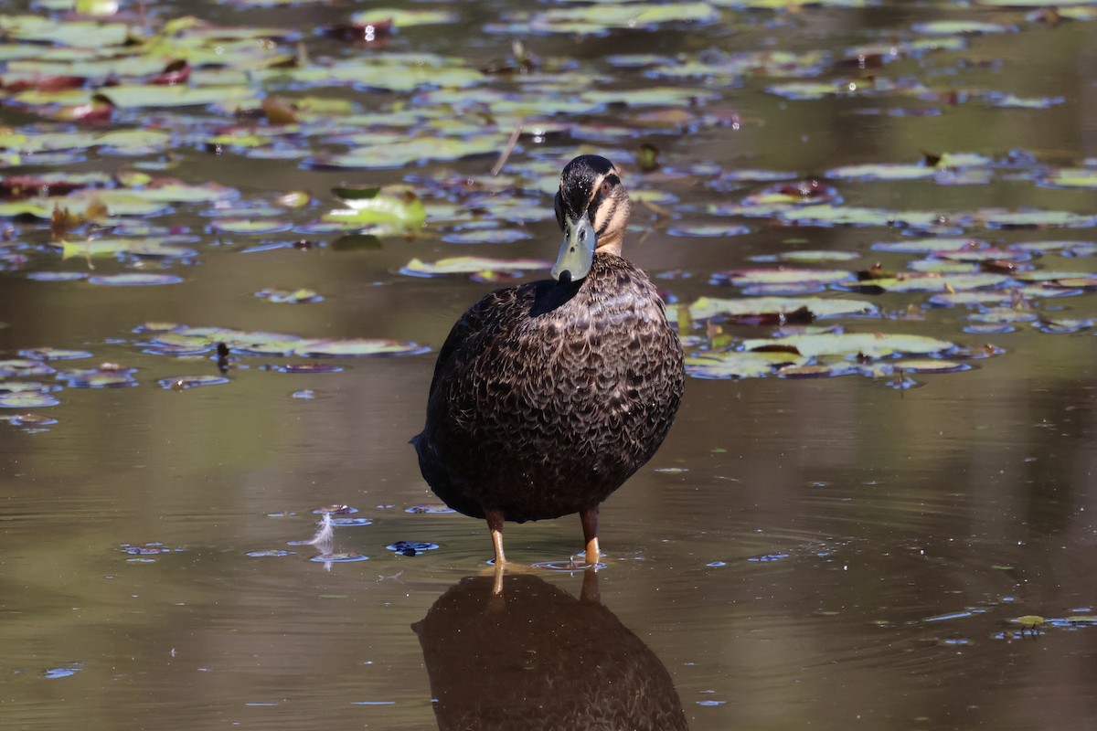 Pacific Black Duck - Dennis Devers