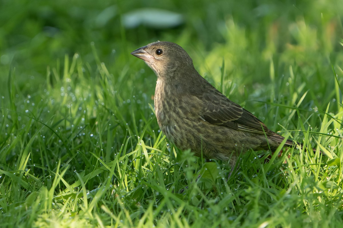 Brown-headed Cowbird - ML585493091
