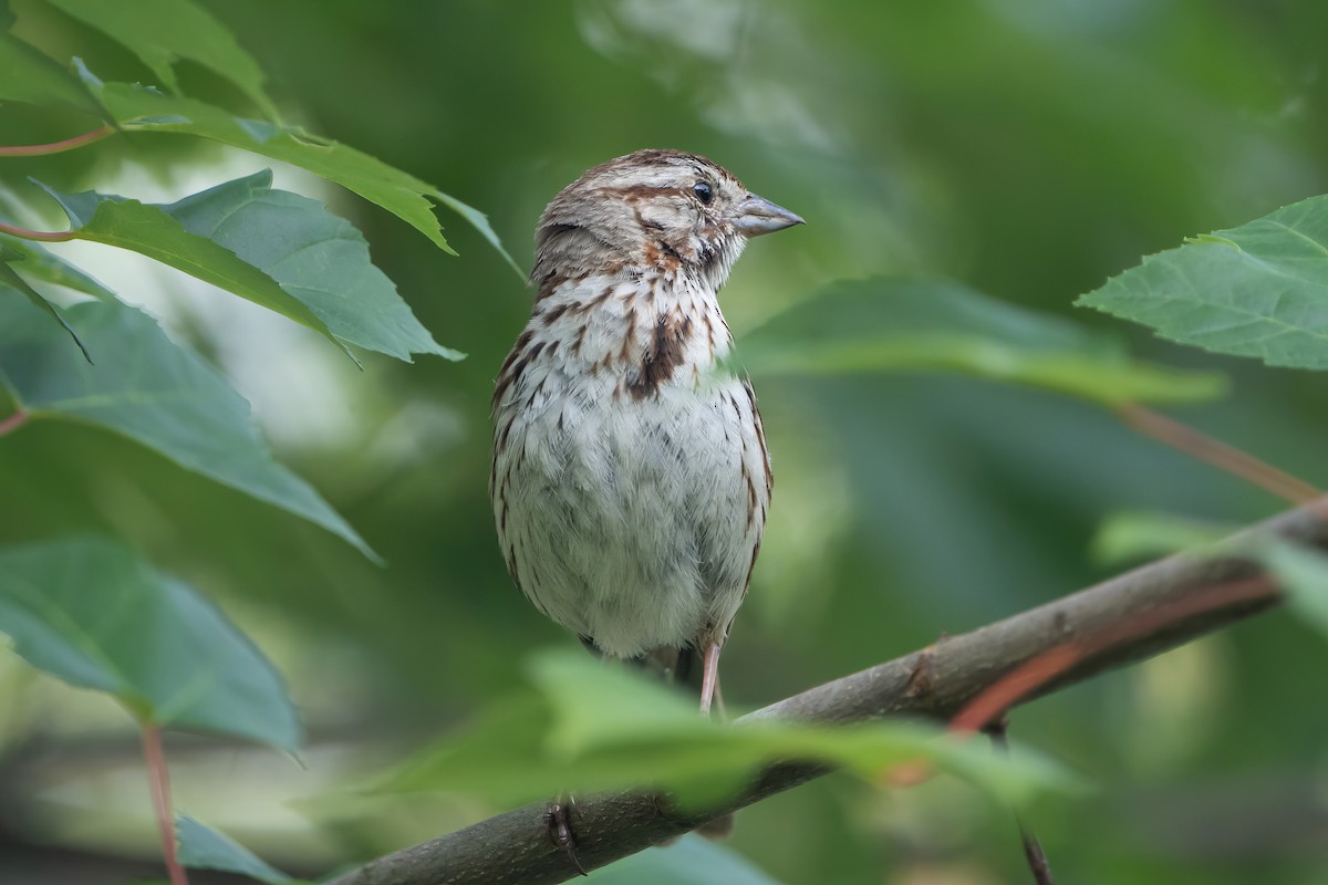 Song Sparrow - ML585493111