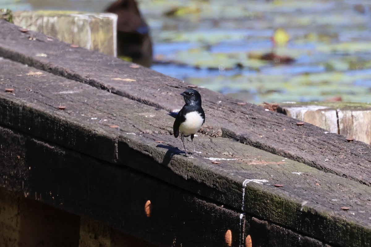 Willie-wagtail - ML585493211