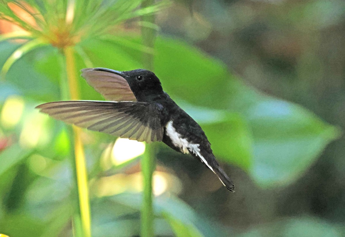 Black Jacobin - ML585494421