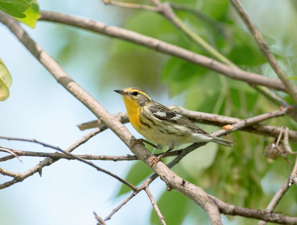 Blackburnian Warbler - Shailesh Pinto