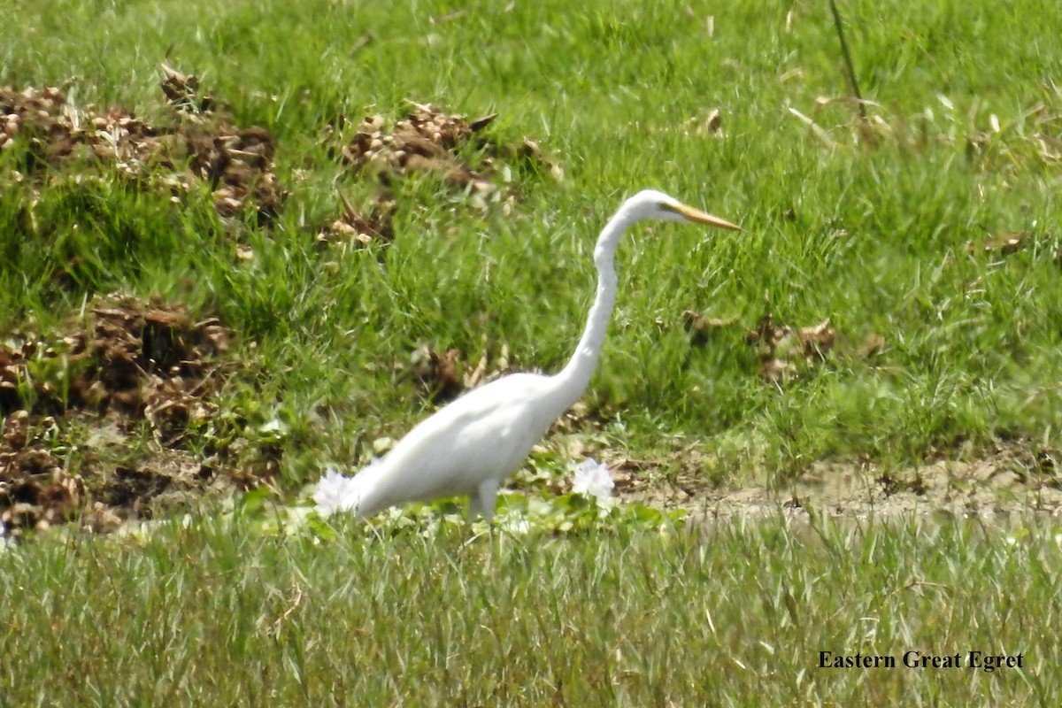 Great Egret - ML58549531