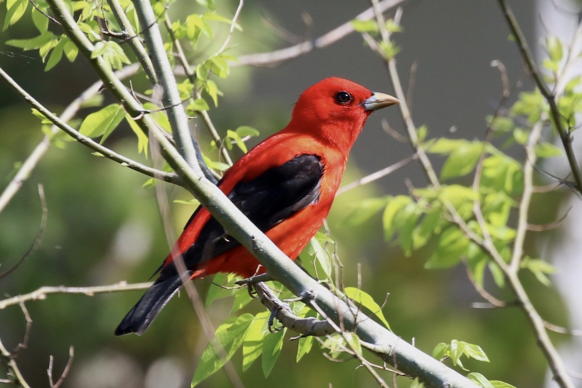 Scarlet Tanager - ML585495381