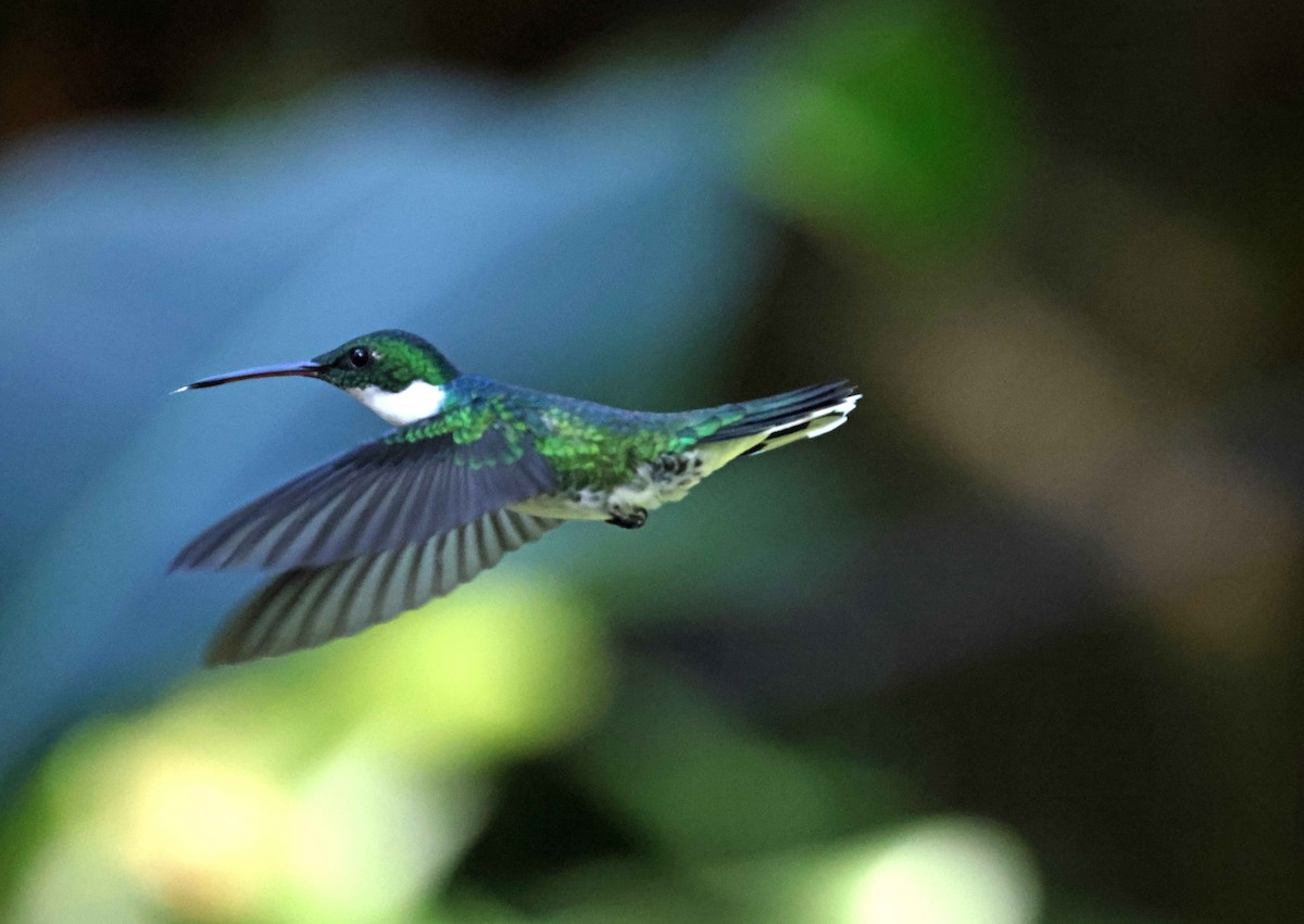 White-throated Hummingbird - ML585495481