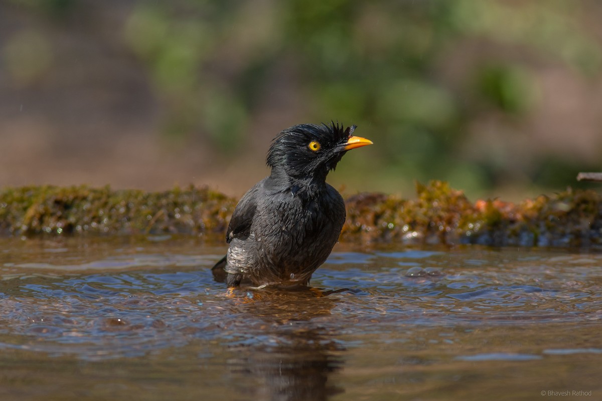Kurşuni Çiğdeci - ML585496461