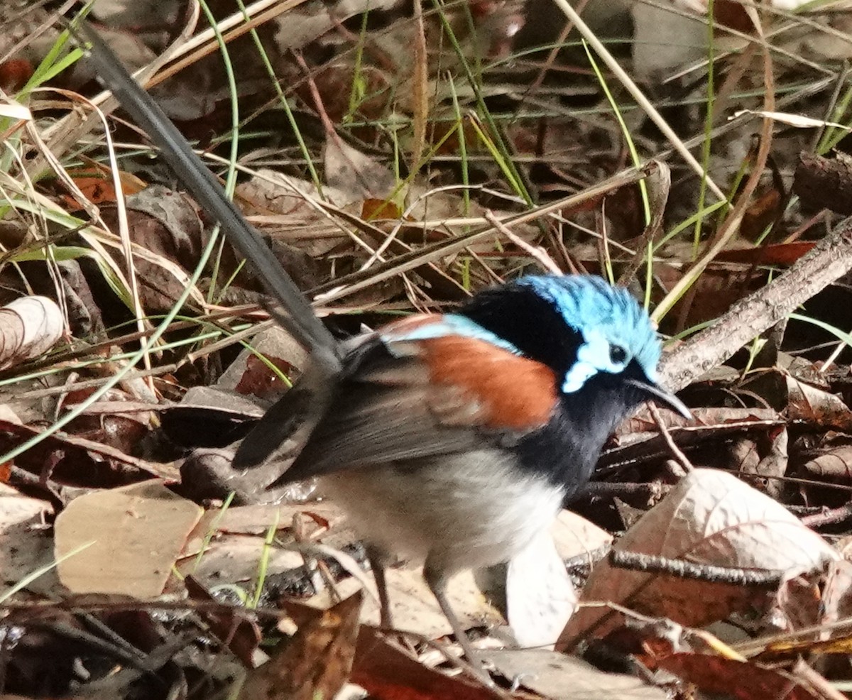 Red-winged Fairywren - ML585496921