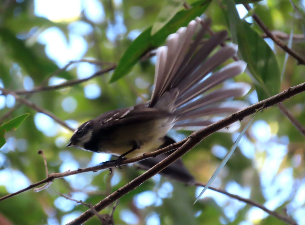 Gray Fantail - ML585497661