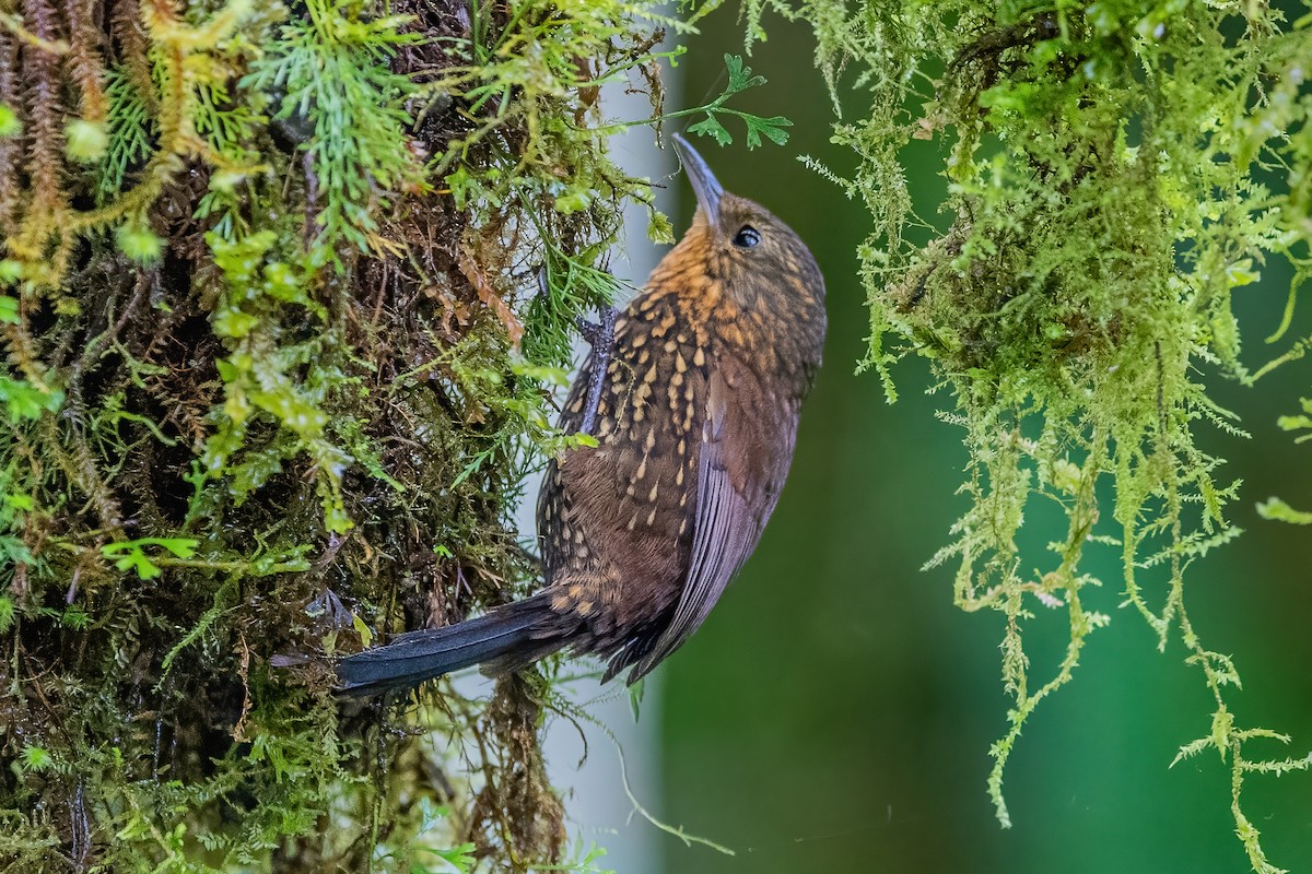 Spotted Barbtail - ML585497711