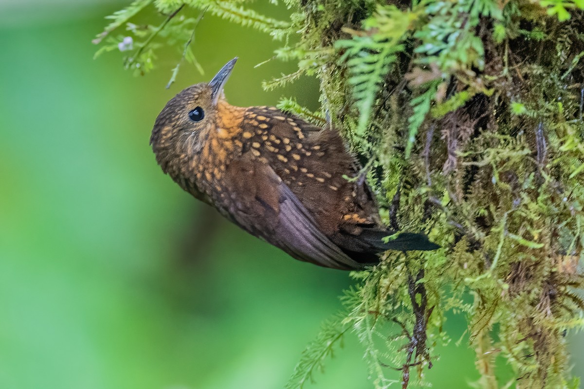 Spotted Barbtail - ML585497721