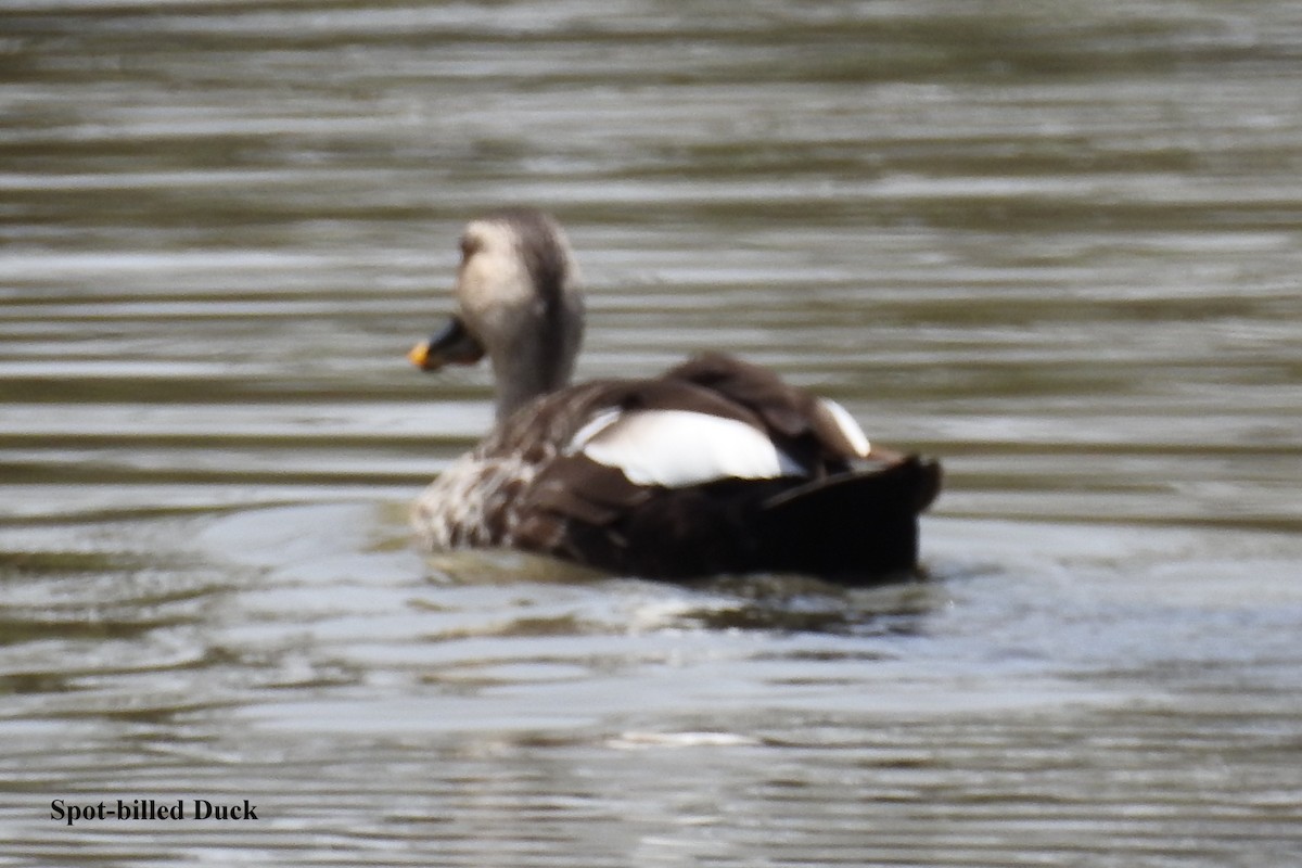 Indian Spot-billed Duck - ML58549811