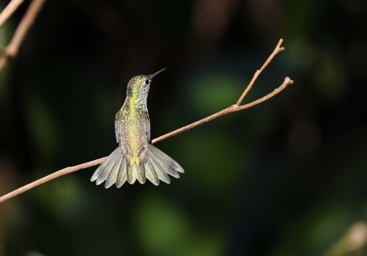 kolibřík pestrý - ML585499951