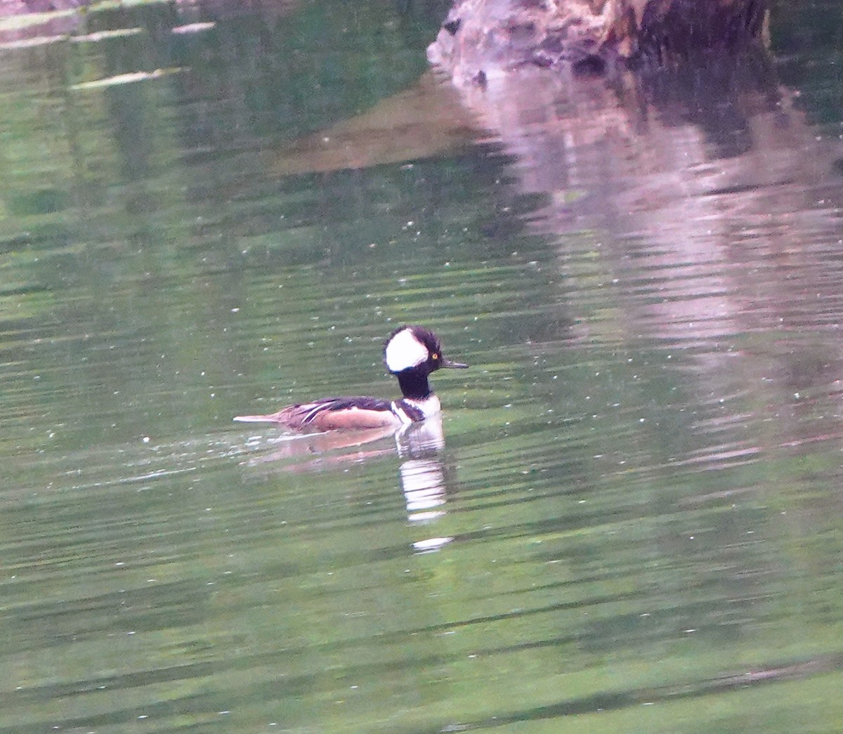 Hooded Merganser - Betty Beckham