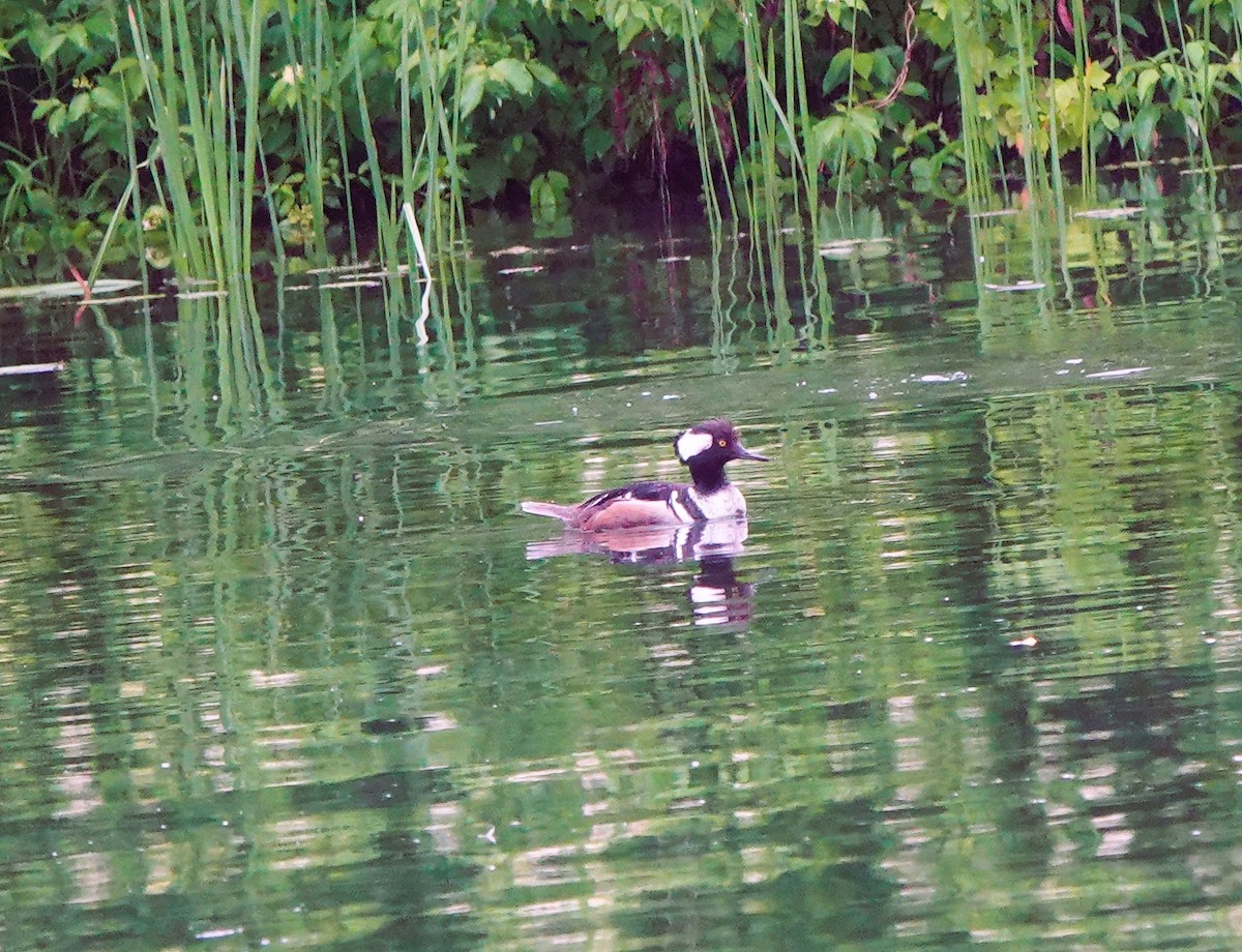 Hooded Merganser - ML585500201