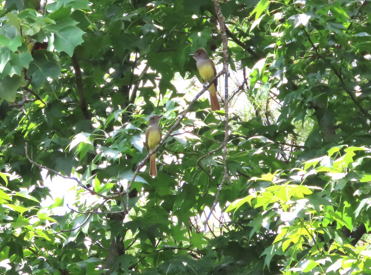 Great Crested Flycatcher - ML585500551