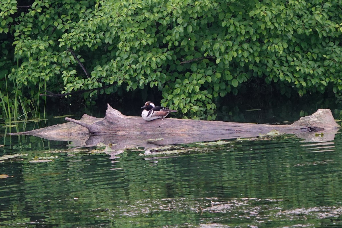 Hooded Merganser - Betty Beckham