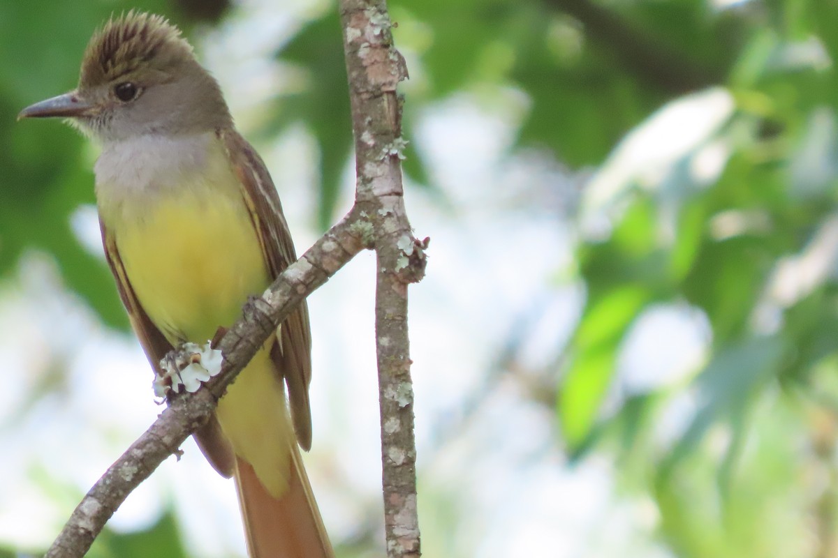 Great Crested Flycatcher - ML585500631
