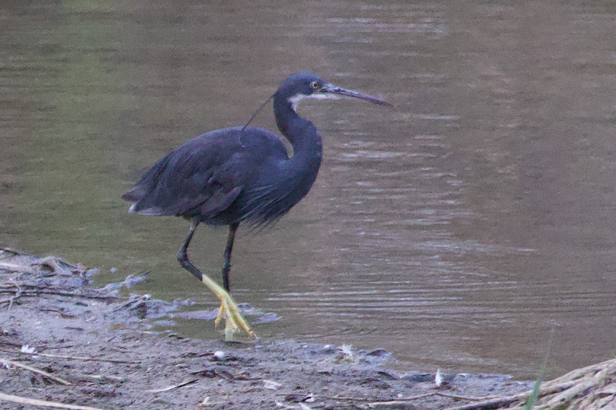 Western Reef-Heron - Paco Torres 🦆