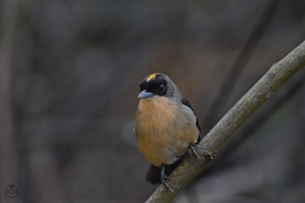 Black-goggled Tanager - Dante Gabriel Moresco