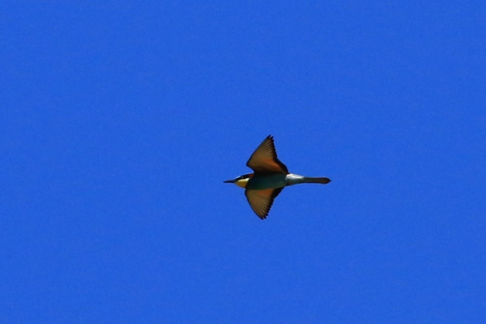 European Bee-eater - ML585501231