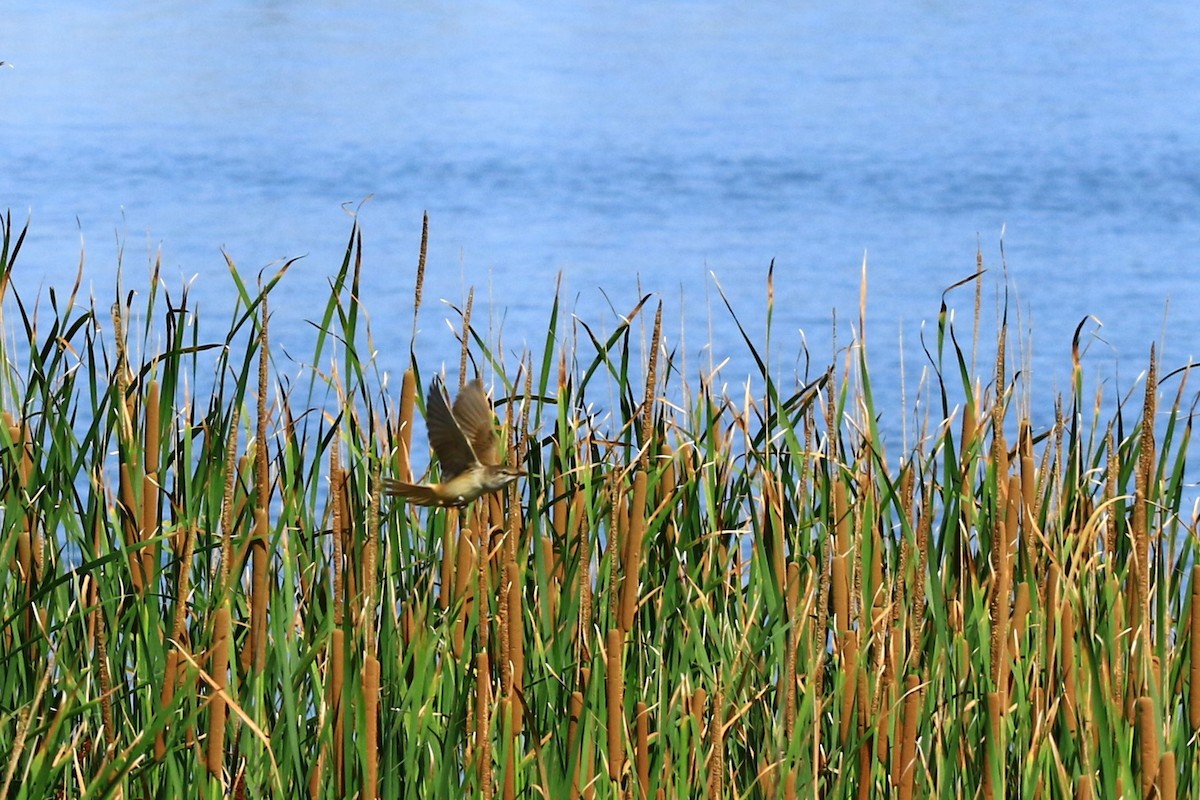 Great Reed Warbler - ML585501241